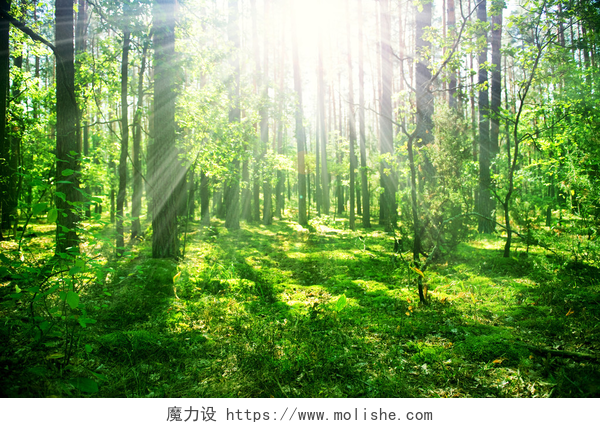 阳光照耀下的树林草地朦胧的老森林